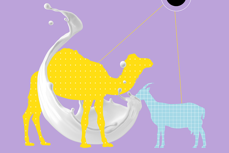 Symbolbild: Silhouette eines Kamels und einer Ziege umgeben von einem Milchstrahl.