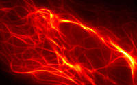 Mikrotubuli in einer lebenden HeLa-Zelle, aufgenommen mit lichtmikroskopischen Verfahren am KIT-Institut für angewandte Physik.