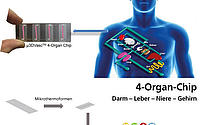 Body-on-a-Chip vereint „Mini-Organe“ auf kleinstem Raum, um zum Beispiel Medikamententests durchzuführen. Der abgebildete Chip enthält Darm, Leber, Niere sowie die Blut-Hirn-Schranke. Andere Organe, wie Haut, Lunge oder Herz sind ebenfalls bereits in Produktion. Eine Erweiterung des Chips auf zehn Organe ist in Planung.